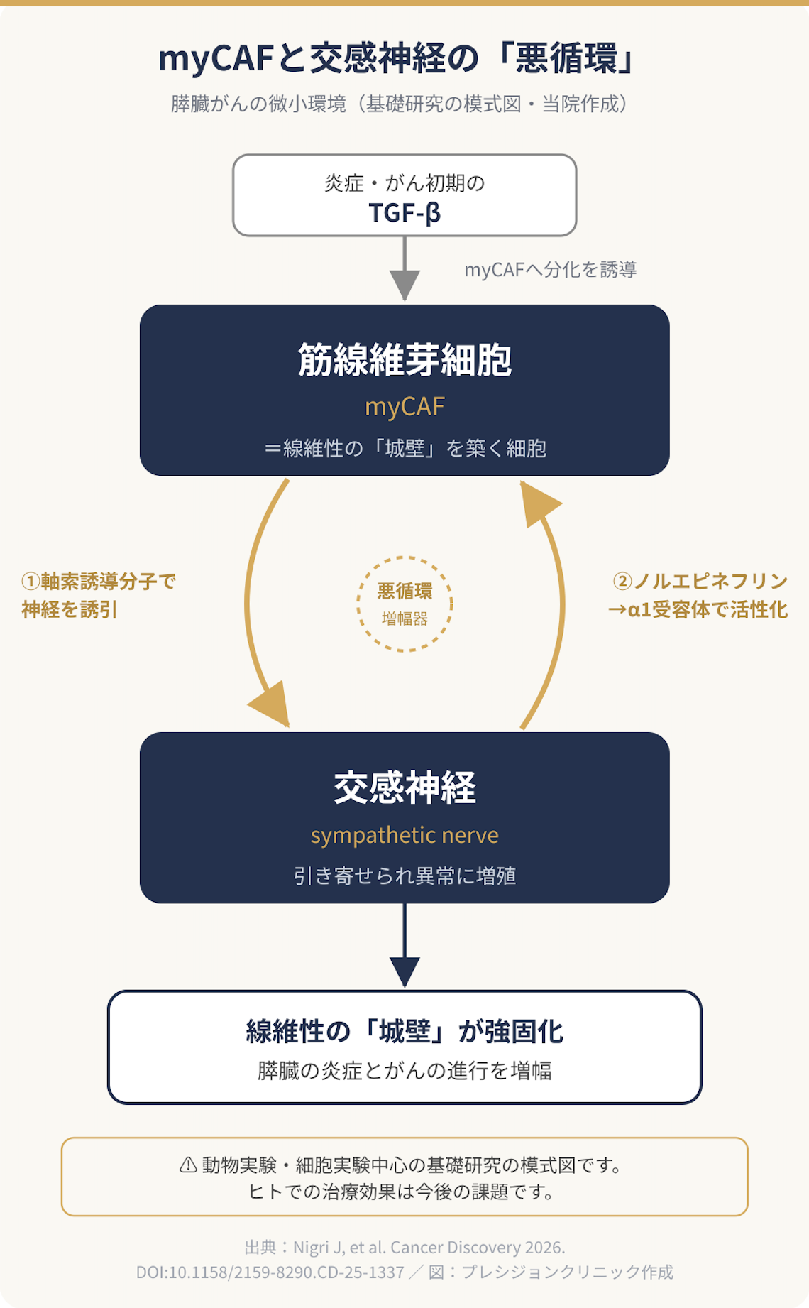 myCAFと交感神経の悪循環(模式図)