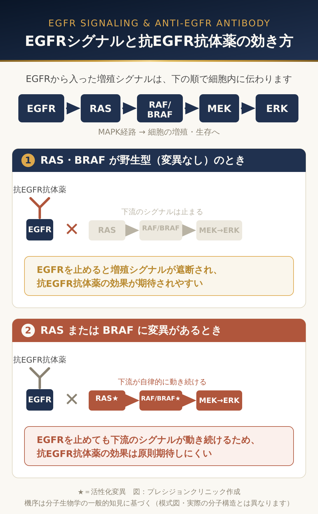 EGFRシグナル経路(EGFR→RAS→RAF/BRAF→MEK→ERK)の模式図。RAS・BRAF野生型では抗EGFR抗体薬でシグナルが止まり、RAS/BRAF変異では下流が自律的に動き続けて効果が出にくいことを示す