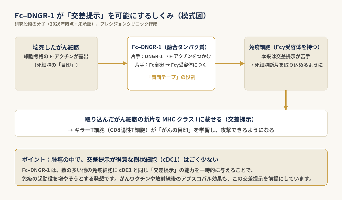 腫瘍内のcDC1の希少性と、Fc–DNGR-1がF-アクチンとFcγ受容体を橋渡しして交差提示能を付与するしくみを示す模式図